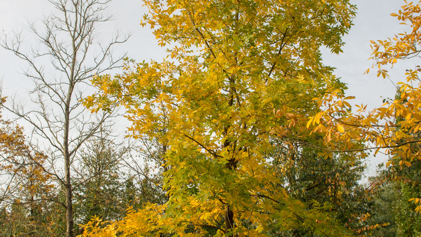 Carya illinoinensis Деревья с высоким стволом (стандарт)