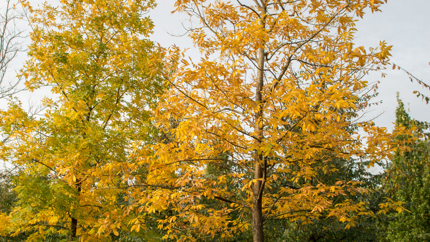Carya illinoinensis Деревья с высоким стволом (стандарт)