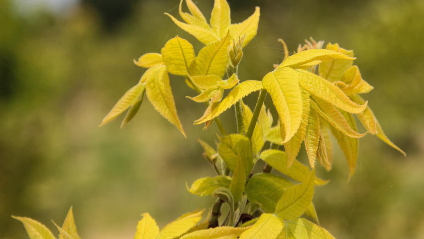 Carya illinoinensis листья