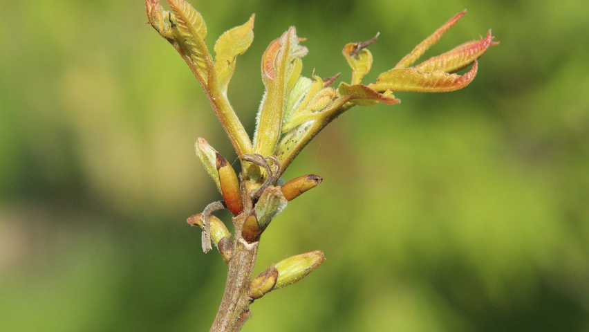 Carya illinoinensis листья