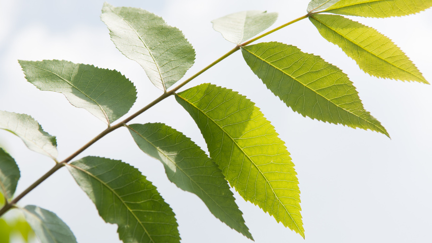 Carya illinoinensis листья