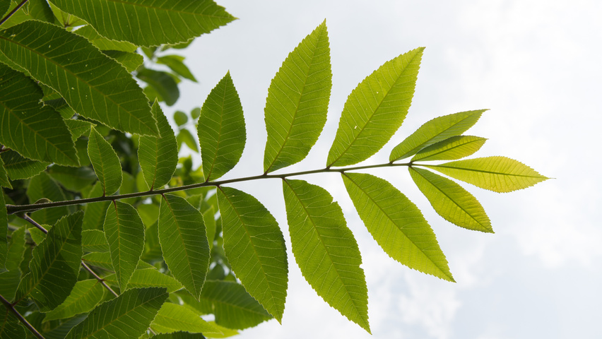 Carya illinoinensis листья