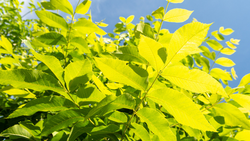 Carya illinoinensis листья