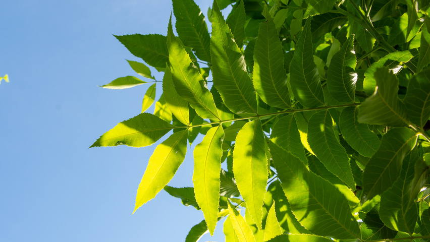 Carya illinoinensis листья