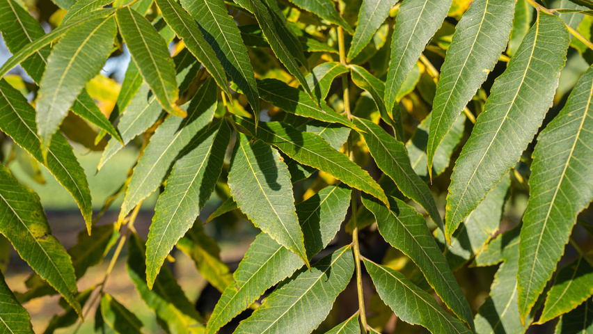 Carya illinoinensis листья