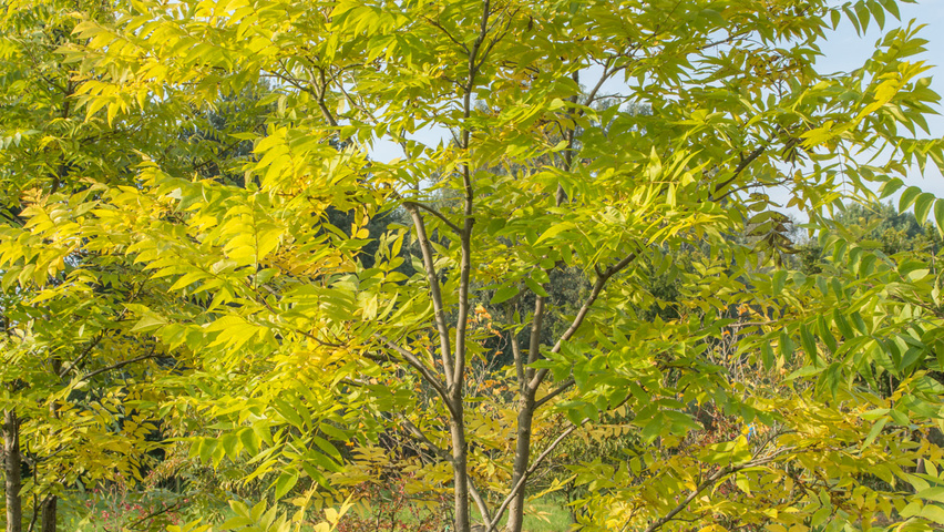 Carya illinoinensis Кустарники-солитеры