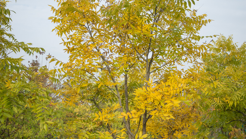Carya illinoinensis Кустарники-солитеры
