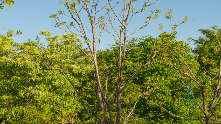 Carya illinoinensis Кустарники-солитеры