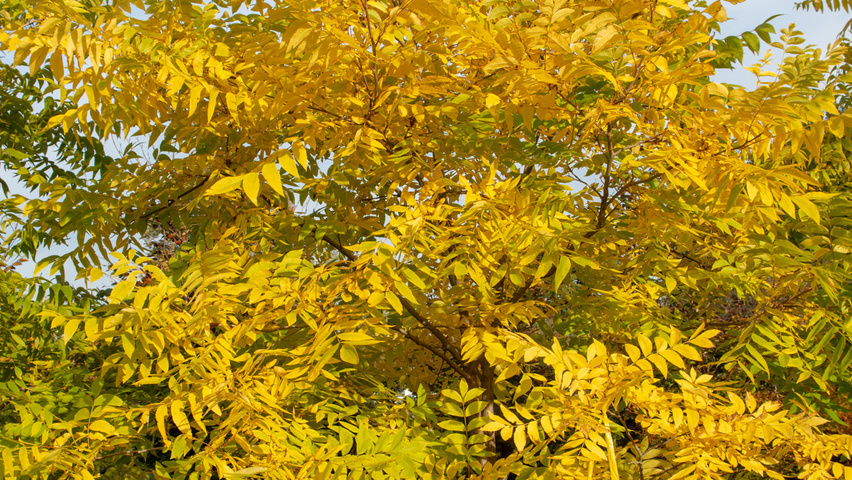 Carya illinoinensis Кустарники-солитеры