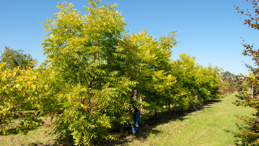 Carya illinoinensis Кустарники-солитеры