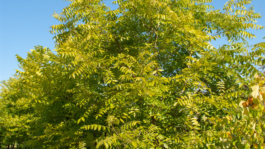 Carya illinoinensis Кустарники-солитеры