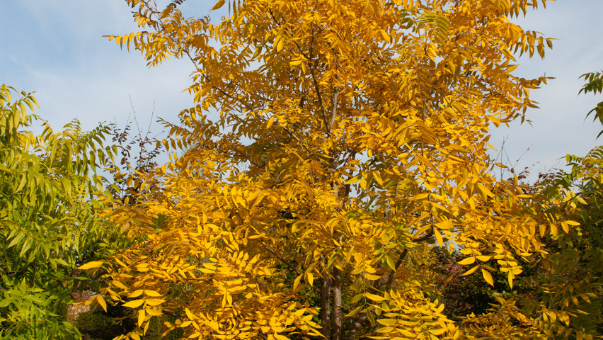 Carya illinoinensis Кустарники-солитеры