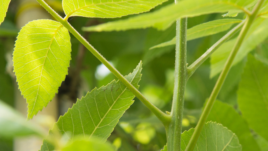 Carya illinoinensis ветви