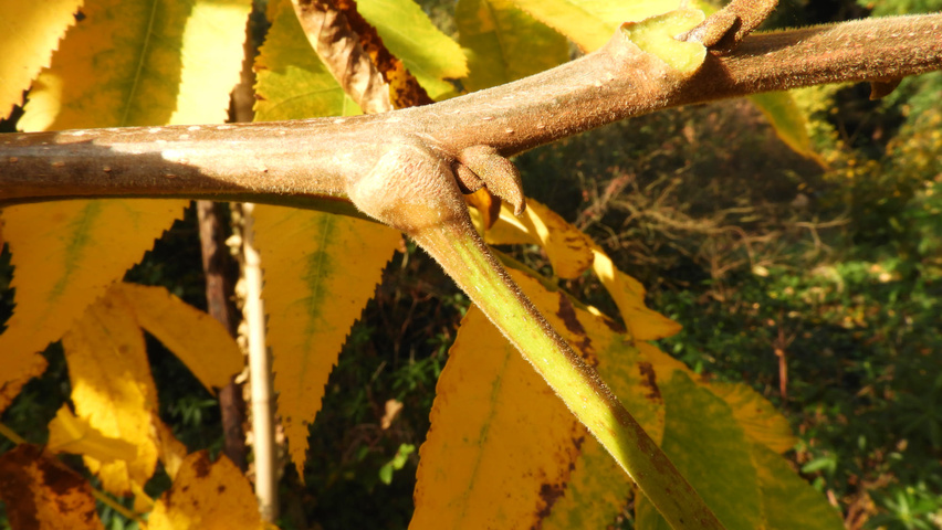 Carya illinoinensis ветви