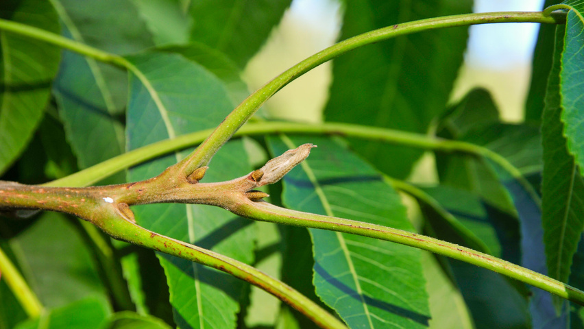 Carya illinoinensis ветви