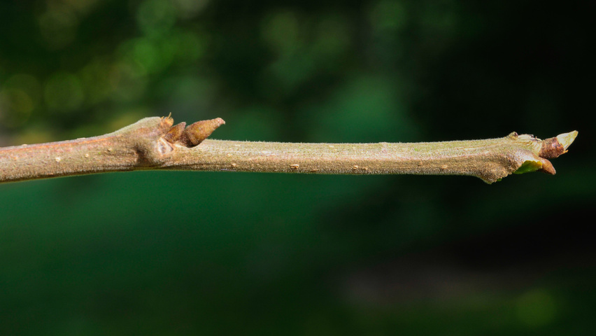 Carya illinoinensis ветви