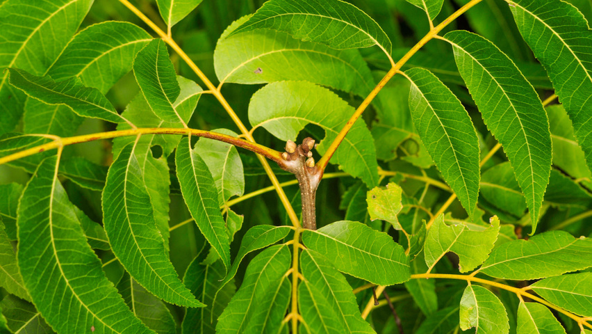 Carya illinoinensis ветви