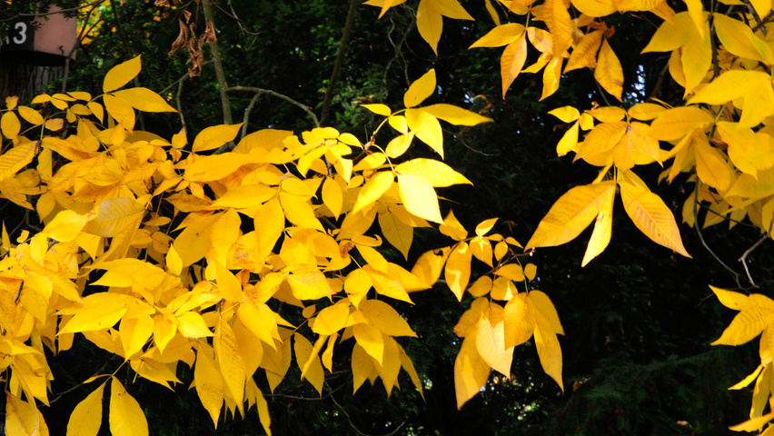 Carya ovata autumn leaves