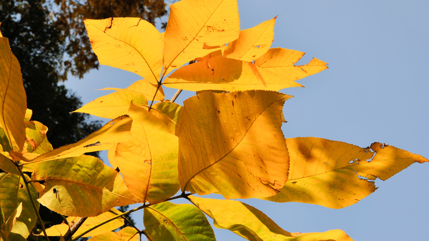 Carya ovata autumn leaves