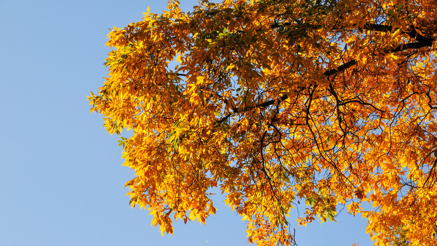 Carya ovata autumn leaves