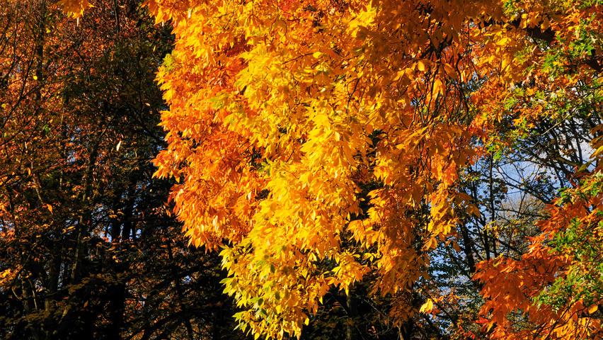 Carya ovata autumn leaves