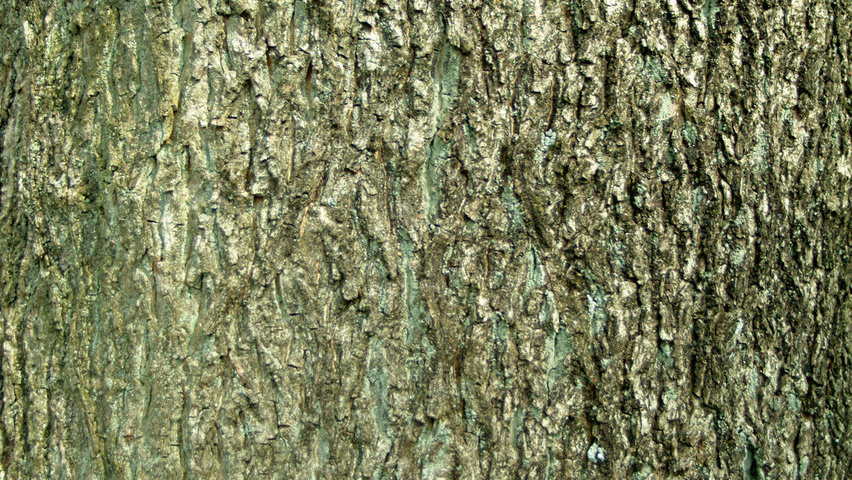 Carya ovata bark
