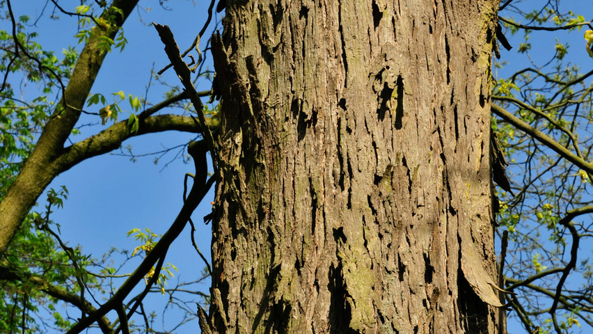 Carya ovata bark