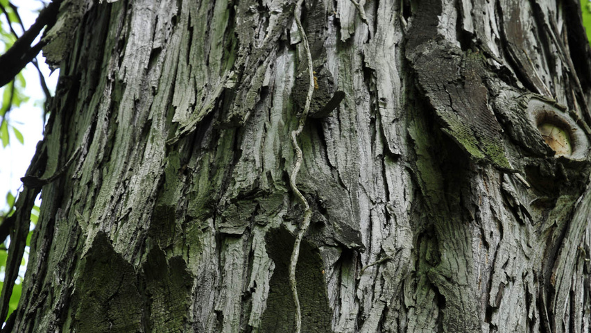 Carya ovata bark