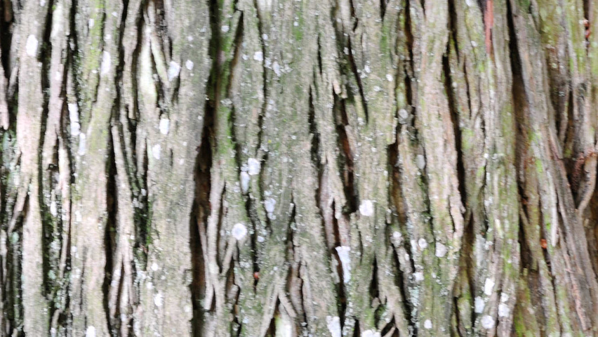 Carya ovata bark