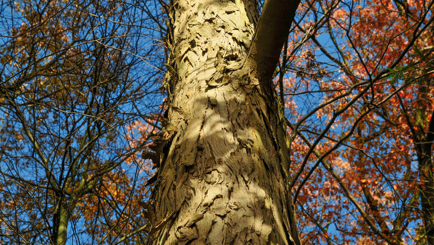 Carya ovata bark