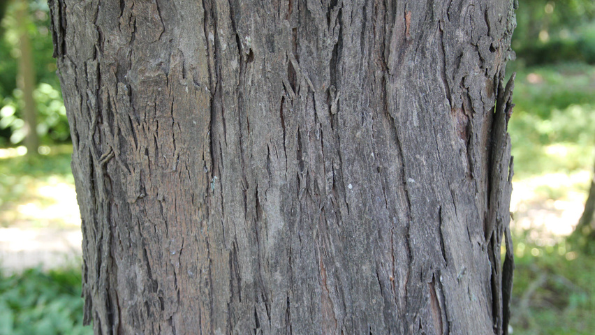 Carya ovata bark