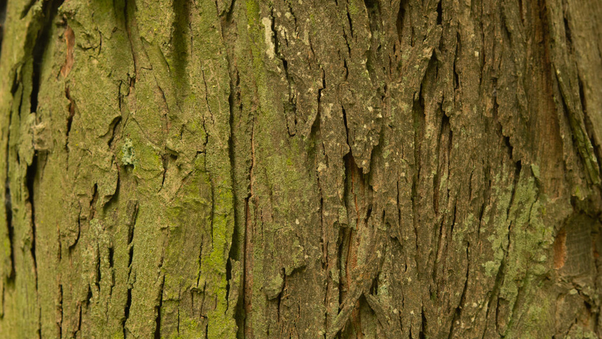 Carya ovata bark