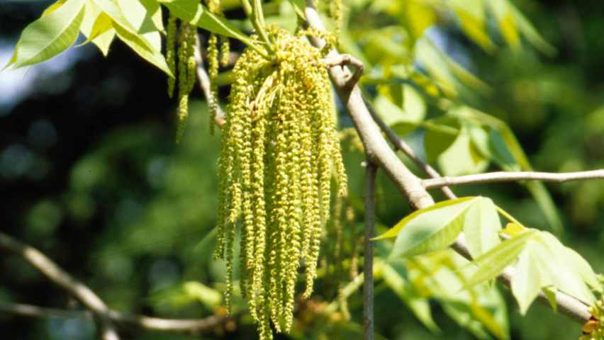 Carya ovata flowers