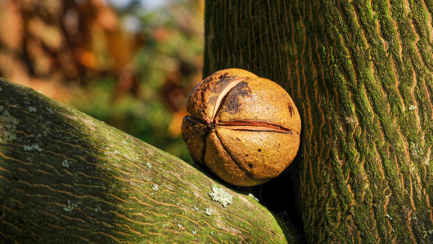 Carya ovata fruits