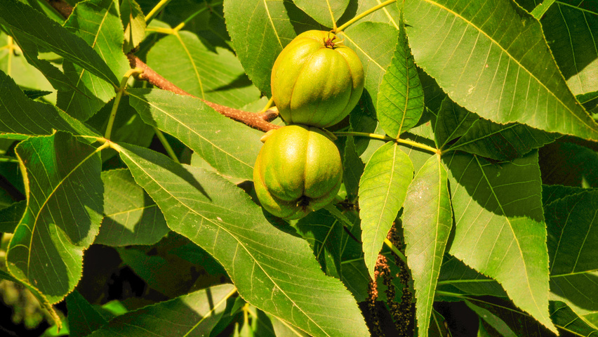 Carya ovata fruits