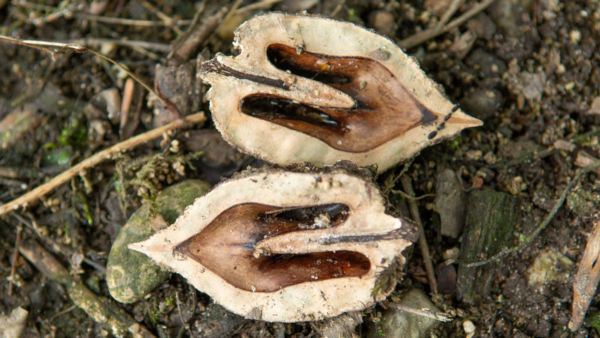 Carya ovata fruits