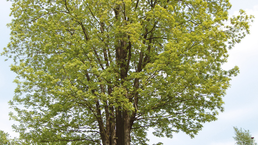 Carya ovata standard tree