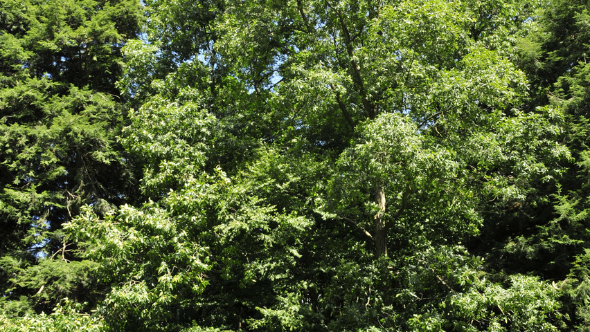 Carya ovata standard tree