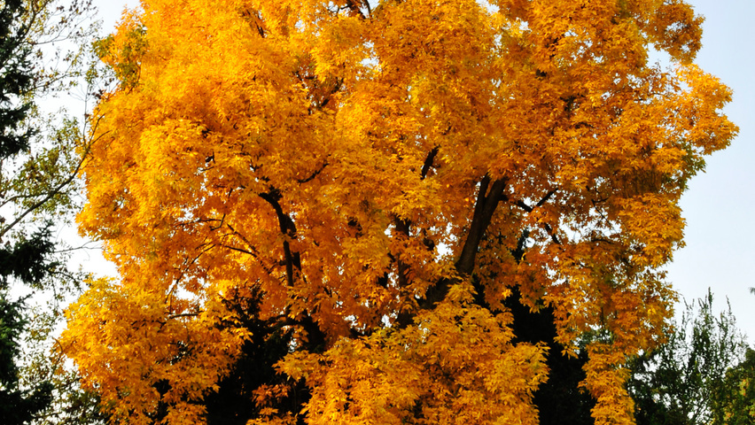 Carya ovata standard tree