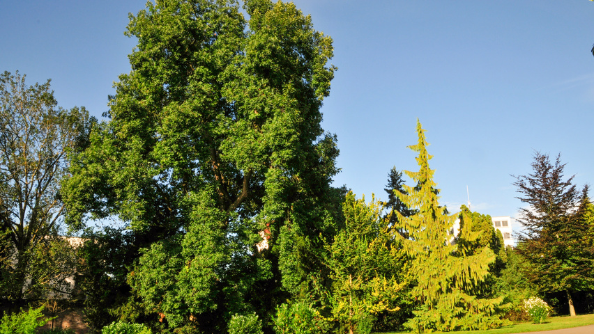 Carya ovata standard tree