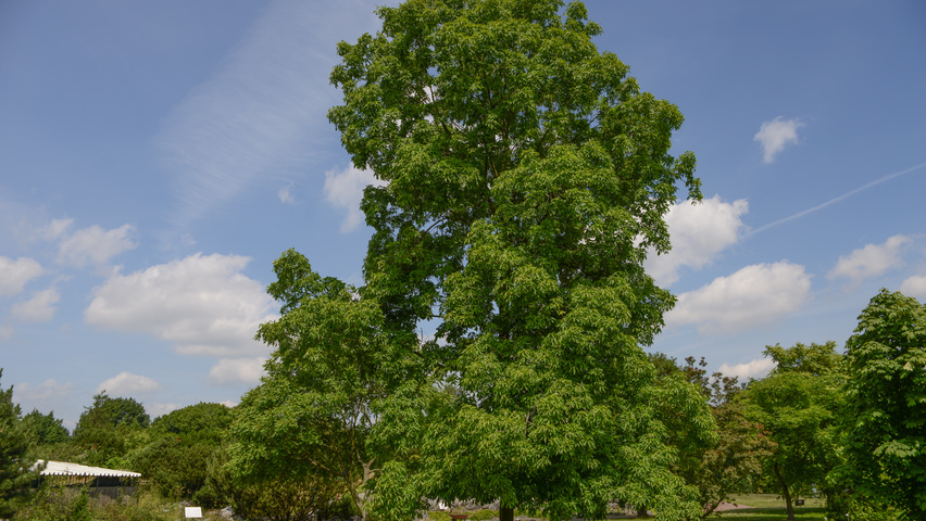 Carya ovata standard tree