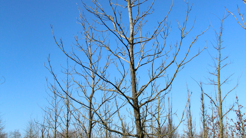 Carya ovata standard tree