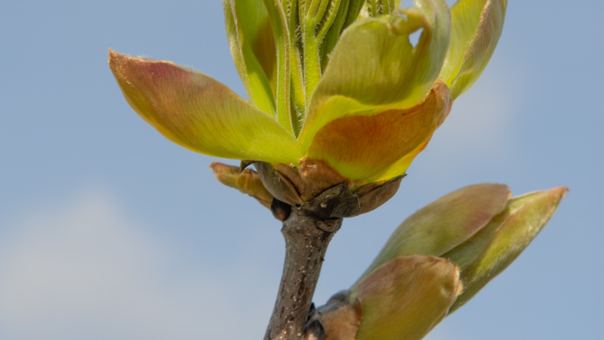 Carya ovata leaves