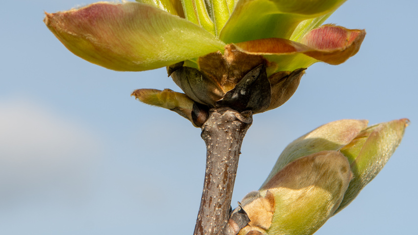 Carya ovata leaves