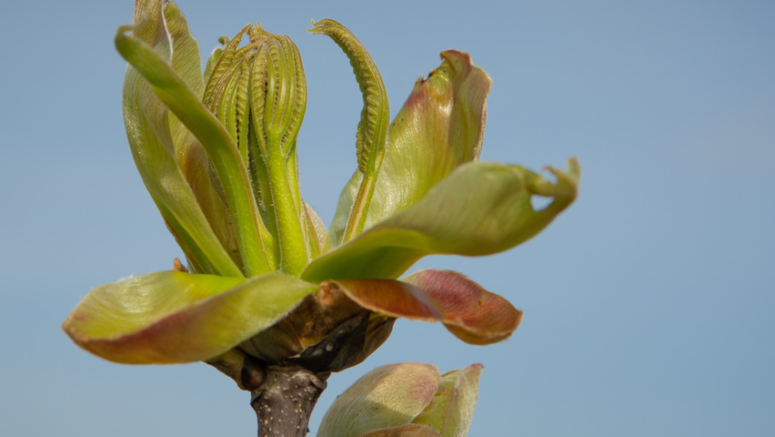 Carya ovata leaves