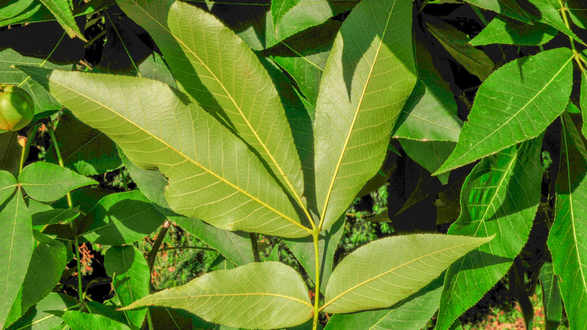 Carya ovata leaves
