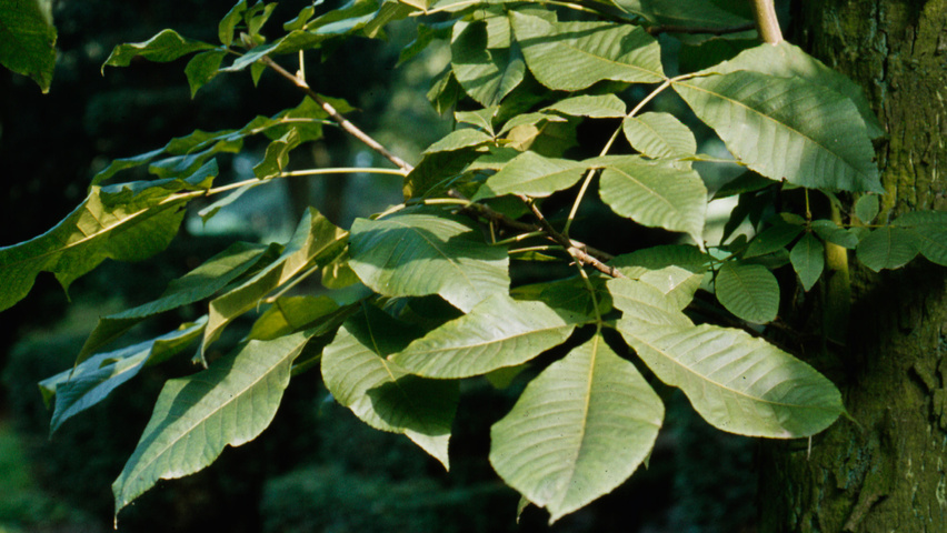 Carya ovata leaves