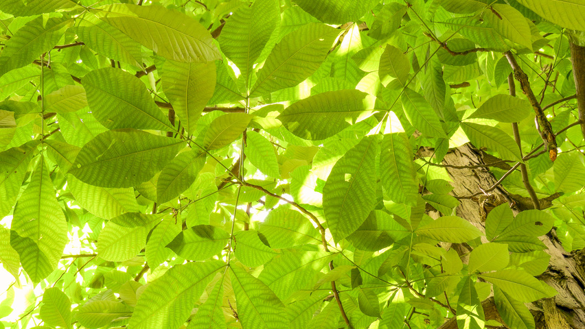 Carya ovata leaves