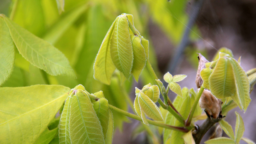 Carya ovata leaves