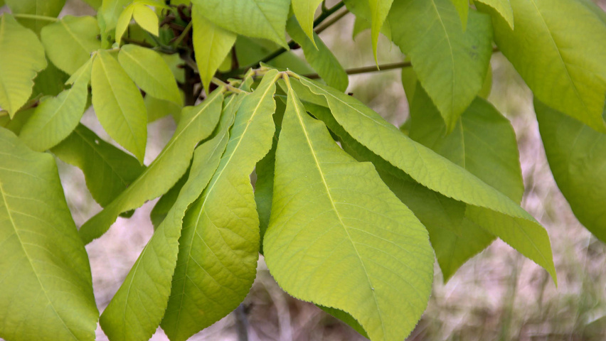 Carya ovata leaves
